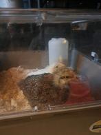 Kuikens, December, Meerdere dieren