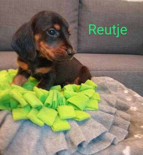 Teckel puppy's, Dieren en Toebehoren, Honden | Teckels en Dashonden, Meerdere dieren, Korthaar, Standaard, Particulier, Meerdere