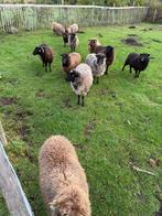 Verschillende ouessantschapen, Dieren en Toebehoren, Meerdere dieren, Schaap, 3 tot 5 jaar