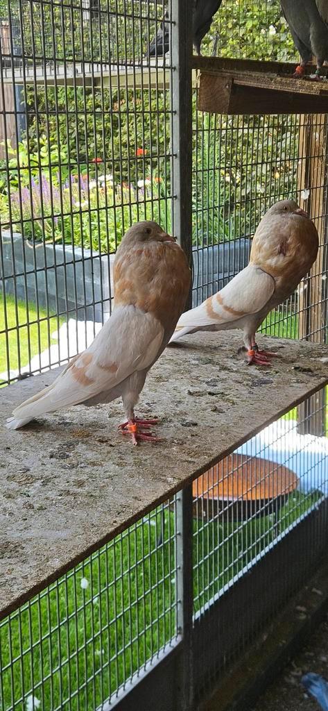 Te koop horseman kroppers, Dieren en Toebehoren, Vogels | Duiven, Geslacht onbekend
