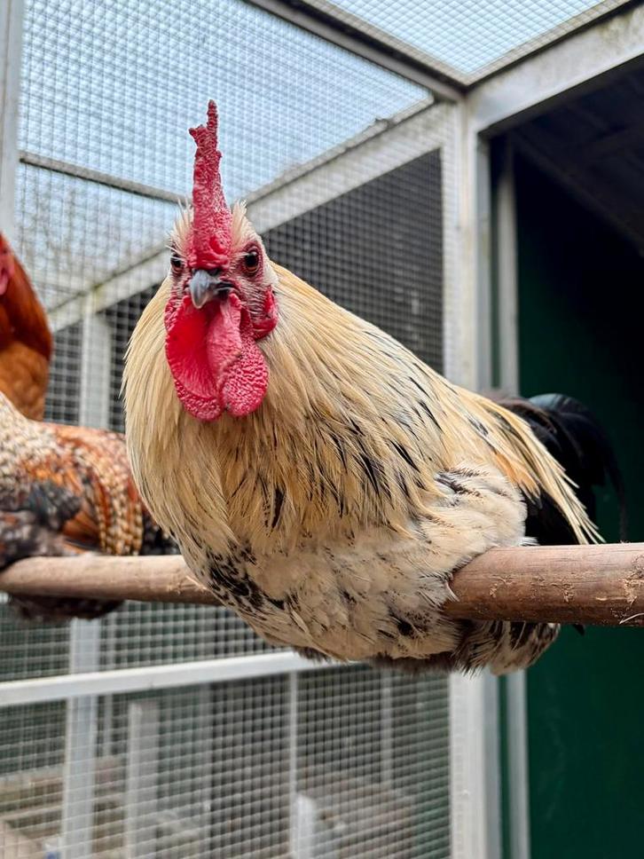 Hulk, tamme mooie kriel haan, Dieren en Toebehoren, Pluimvee, Kip, Mannelijk