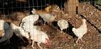 Jonge witte leghorns en kruising, Dieren en Toebehoren, Meerdere dieren, Kip