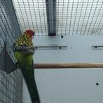 Mooie prachtrosella pop, Dieren en Toebehoren, Vogels | Parkieten en Papegaaien, Vrouwelijk, Parkiet, Geringd