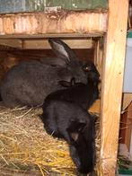 Mooie konijntjes, kruising Vlaamse x Duitse reus, Dieren en Toebehoren, Meerdere dieren, Groot