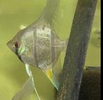 Maanvis Rio Nanay 6-9 spanwijdte, Vis, Zoetwatervis, Schoolvis