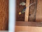 Kweekkoppel  violet turquise wkws, Dieren en Toebehoren, Vogels | Parkieten en Papegaaien, Meerdere dieren, Parkiet