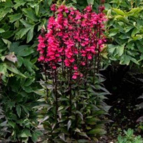 roze lobelia speciosa starship , vaste plant, sierplant, Tuin en Terras, Planten | Tuinplanten, Overige soorten, Volle zon, Zomer