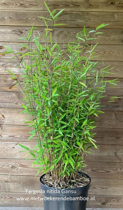 Fargesia nitida Gansu, zwarte niet woekerende bamboe, Tuin en Terras, Planten | Struiken en Hagen, Haag, Bamboe, 250 cm of meer