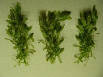 Mexicaans eikenblad, snel groeiende aquariumplant beschikbaar voor biedingen