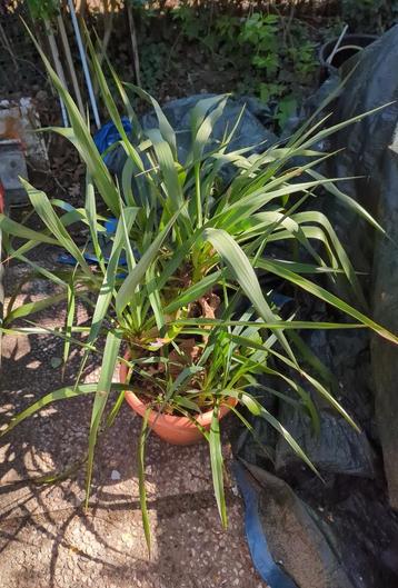 Yucca planten beschikbaar voor biedingen