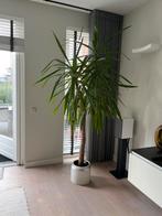 Grote Yucca (180cm) incl. pot, Ophalen, Halfschaduw, In pot, Yucca