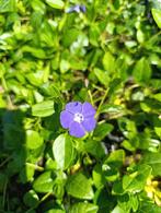 Vinca minor-bodembedekker, Bodembedekkers, Vaste plant, Ophalen of Verzenden, Halfschaduw