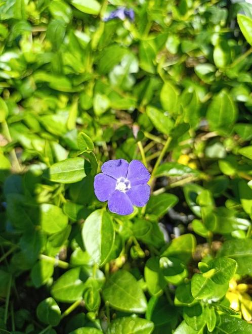Vinca minor-bodembedekker, Tuin en Terras, Planten | Tuinplanten, Vaste plant, Bodembedekkers, Halfschaduw, Zomer, Ophalen of Verzenden