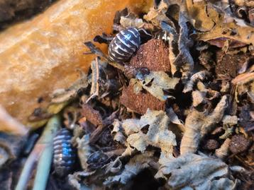 Armadillidium maculatum “Zebra” isopods - pissebedden beschikbaar voor biedingen