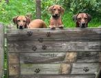 Rhodesian Ridgeback pups te koop, Dieren en Toebehoren, Honden | Beagles, Bassets en Lopende honden, Rabiës (hondsdolheid), Overige rassen