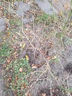 Drie Winterbes Struikjes, Tuin en Terras, Ophalen of Verzenden, Overige soorten, Volle zon