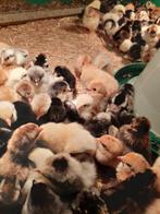 Zweedse bloemkip groot kuikens, Geslacht onbekend, Kip