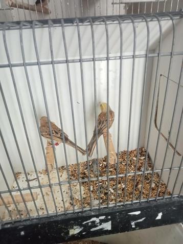 Koppel goudmussen en een man  beschikbaar voor biedingen