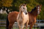 Top Valk Hengst en Merrie Veulens, Speciale Kleuren !!!, Dieren en Toebehoren, Paarden, Minder dan 160 cm, 0 tot 2 jaar, Onbeleerd
