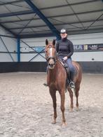 Mooie brave 12 jarige ruin tekoop, Dieren en Toebehoren, Paarden, Ruin, Recreatiepaard