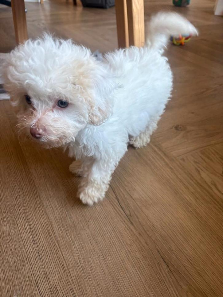 Toypoedel pupje (toy poedel), Dieren en Toebehoren, Honden | Chihuahua's en Gezelschapshonden, Teef, Poedel, Fokker | Hobbymatig