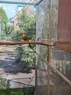 pyrhurra, Dieren en Toebehoren, Mannelijk, Parkiet