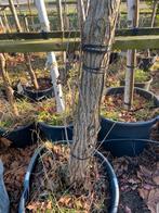 Bomen opruiming Italiaanse populieren 2 stuks hoog550/650 cm, Tuin en Terras, Planten | Bomen, Ophalen of Verzenden, In pot, Zuilboom