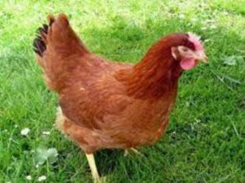 Rhode Ishlander kippen. beschikbaar voor biedingen
