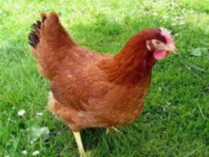 Rhode Ishlander kippen., Dieren en Toebehoren, Pluimvee, Kip, Vrouwelijk