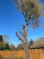 Boom snoeien Tak verwijderen  Vellingen, Tuin en Terras, Planten | Bomen, Ophalen of Verzenden, Volle zon, Overige soorten