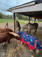 Stalling Chaam, Weidegang, 2 of 3 paarden of pony's