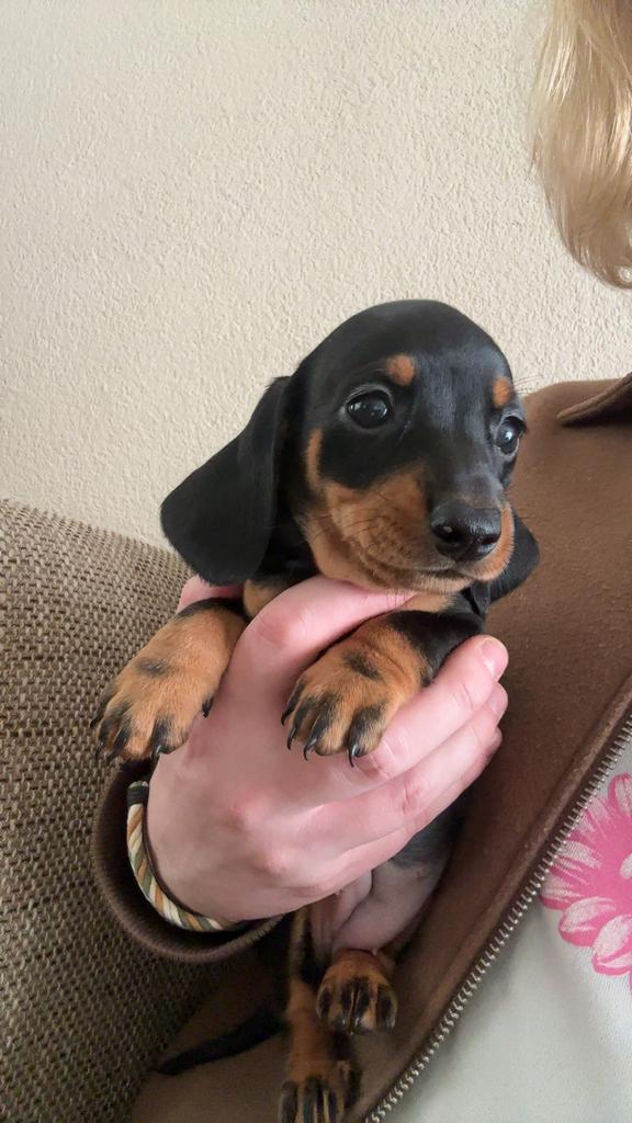 Lieve Teckelpuppy’s op zoek naar hun gouden mandje, Dieren en Toebehoren, Honden | Teckels en Dashonden, Meerdere dieren, Korthaar