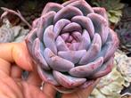 Echeveria pink jade /pot 5cm/vetplant/succulent, Huis en Inrichting, Kamerplanten, Ophalen of Verzenden, Halfschaduw, Minder dan 100 cm