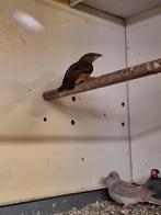 Fluweelwever pop., Vrouwelijk