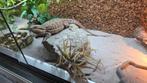 Lieve baardagaam & terrarium te koop, Hagedis, 0 tot 2 jaar