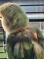 Tamme dwergpapegaai, Geslacht onbekend, Dwergpapegaai of Agapornis, Tam