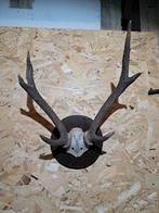 Rusa hert gewei. Landelijk uniek wild natuur, Ophalen of Verzenden, Zo goed als nieuw, Wild dier, Gewei of Kop