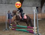 bijrijdpony gezocht, Dieren en Toebehoren, Ophalen, Nieuw