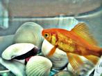 6 goudvis, Dieren en Toebehoren, Vissen | Aquariumvissen, Vis