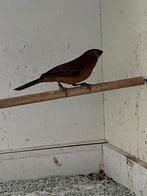 Braziliaanse bisschop 2-0, Mannelijk