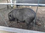 Guttinger mini varkens, Dieren en Toebehoren, Meerdere dieren, Varken, 0 tot 2 jaar