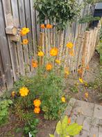Cosmea Sulfur Orange, Tuin en Terras, Bloembollen en Zaden, Ophalen of Verzenden, Voorjaar, Volle zon, Zaad