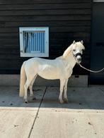 Lieve 10 jarige Welsh B Pony te koop, Dieren en Toebehoren, Zadelmak, 7 tot 10 jaar, B pony (1.17m tot 1.27m), Recreatiepony