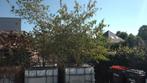 Fruitboom in IBC GRATIS 4 stuks, Overige soorten, 250 tot 400 cm, Zomer, Ophalen