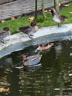 Watervogels, Dieren en Toebehoren, Pluimvee, Meerdere dieren, Eend