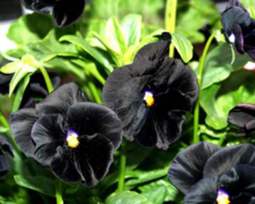 Viooltje Black King beschikbaar voor biedingen
