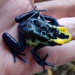 Dendrobates tinctorius 'Robertus', ruime keus, Dieren en Toebehoren, Reptielen en Amfibieën, Amfibie