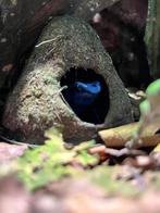 Aangeboden opvang amfibieen, Dieren en Toebehoren, Reptielen en Amfibieën, 0 tot 2 jaar