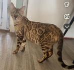 Bengaalse prinses zoekt huis met tuin en lief personeel!, Poes, Gechipt, 0 tot 2 jaar