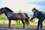 Paarden therapeut, Dieren en Toebehoren, Ophalen, Nieuw, Overige soorten